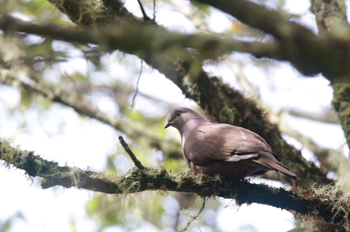 Ruddy Pigeon - ML645073163