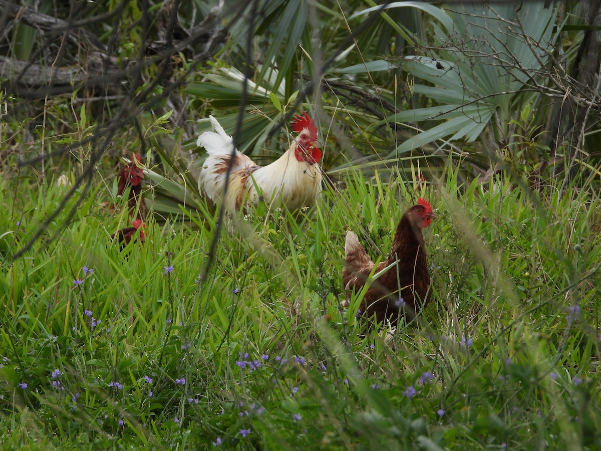 セキショクヤケイ（家畜） - ML645073168