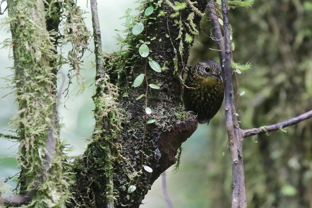 Spotted Barbtail - ML645073172