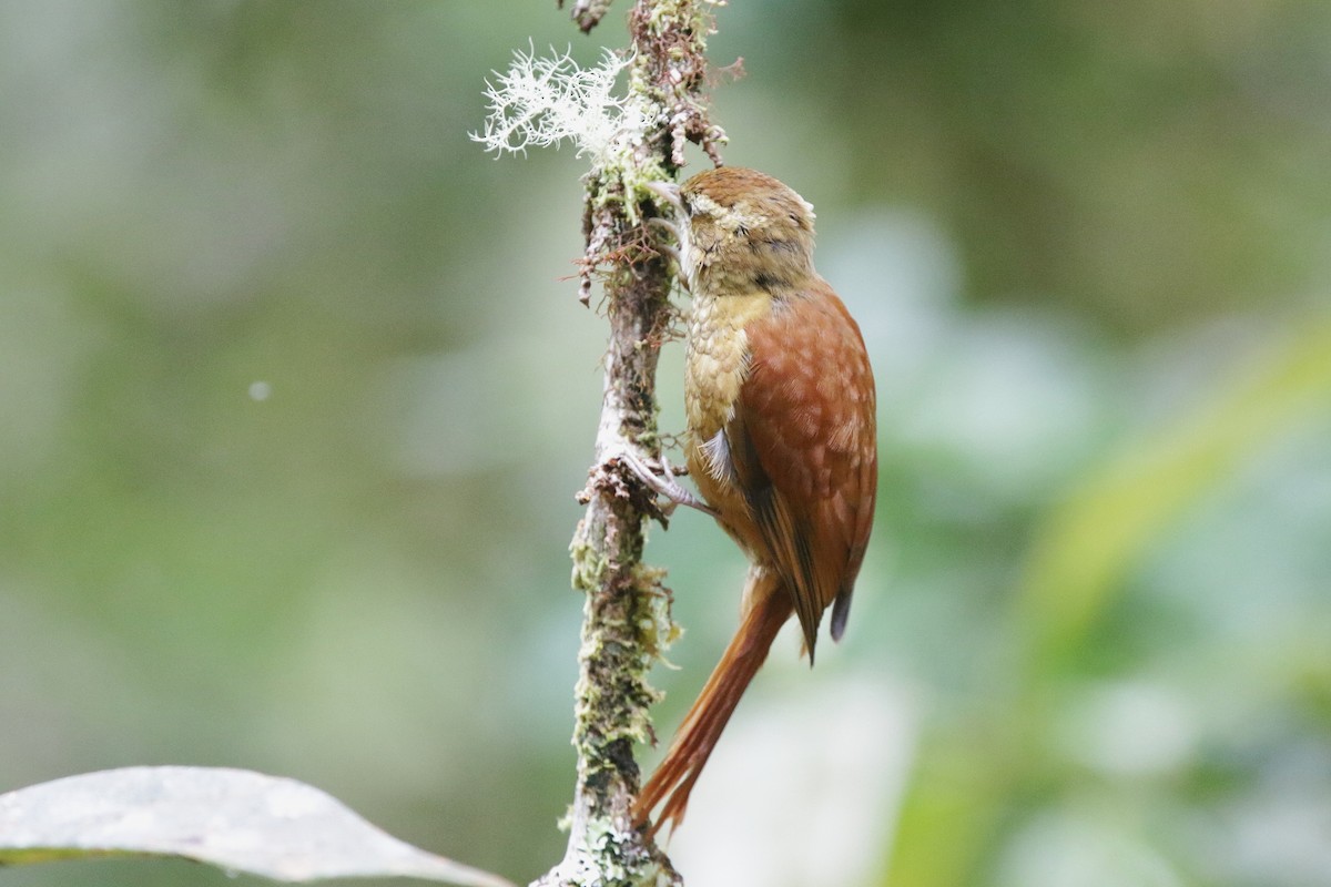 Ruddy Treerunner - ML645073178