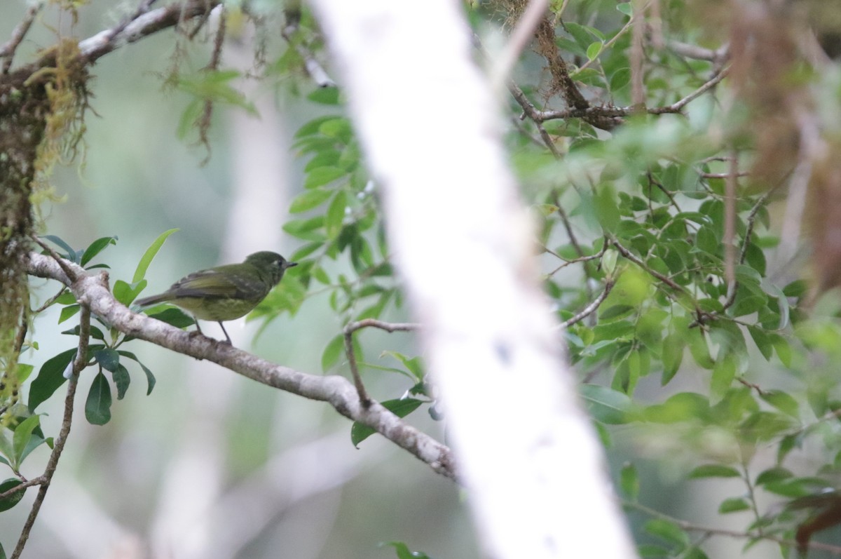 Olive-streaked Flycatcher - ML645073180