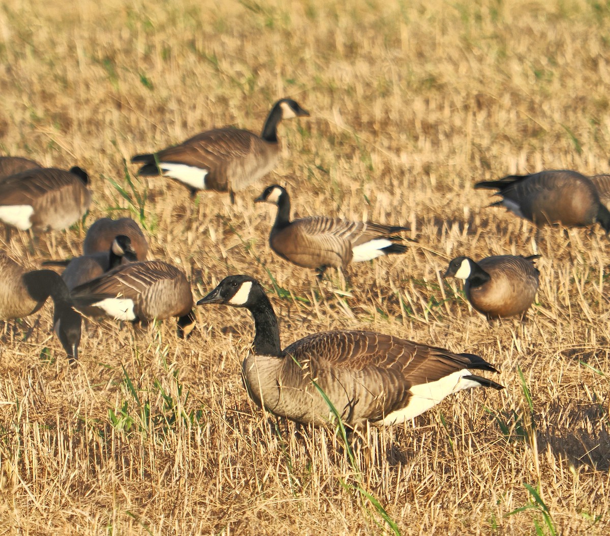 Oca canadese maggiore - ML645073184