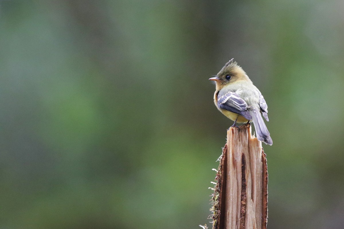 Tufted Flycatcher - ML645073185