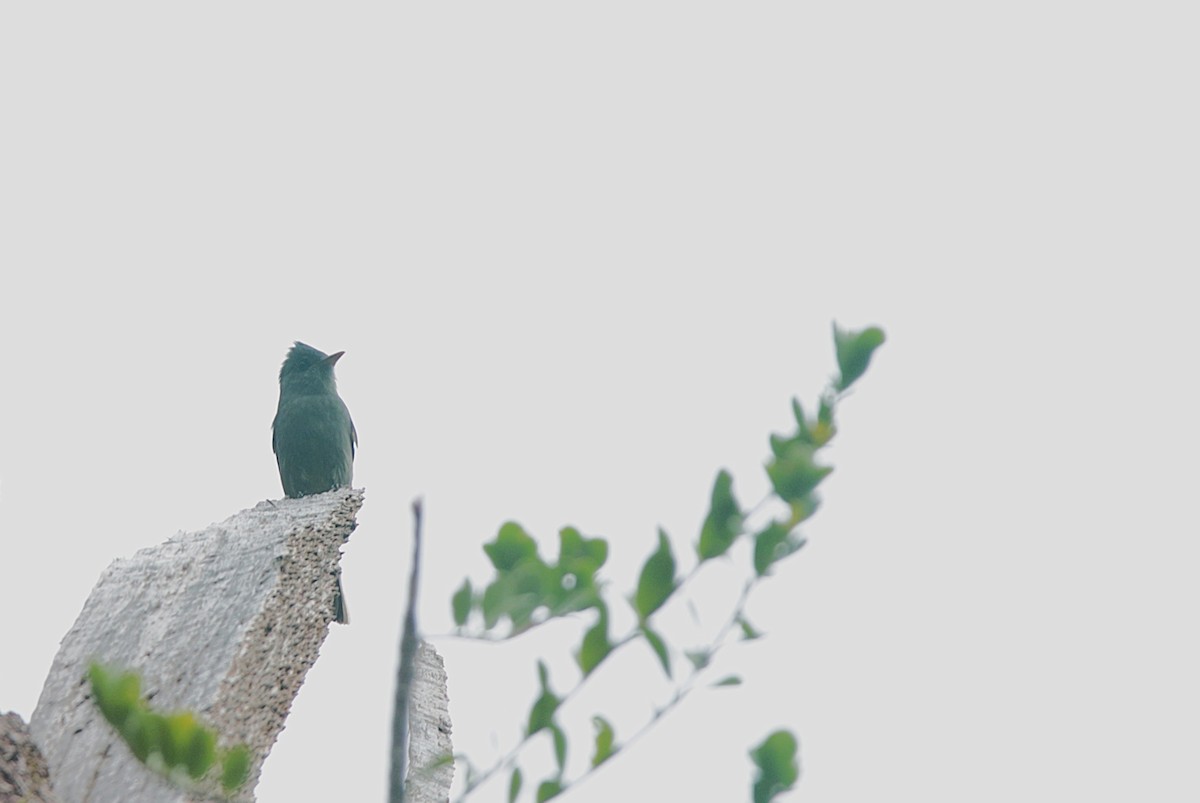 Dark Pewee - ML645073189