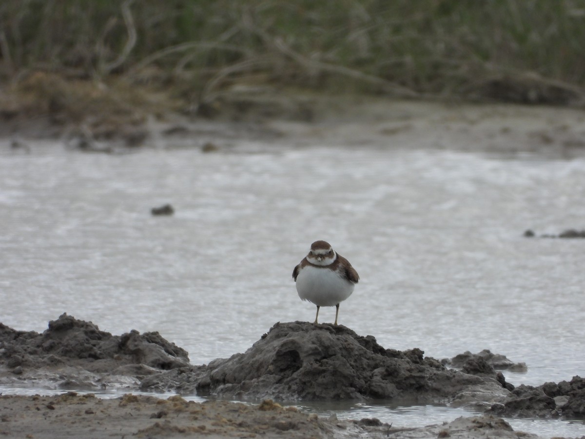 ミズカキチドリ - ML645073190