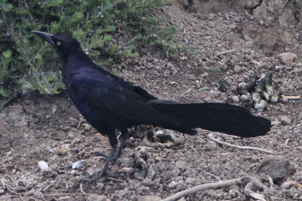 Great-tailed Grackle - ML645073192