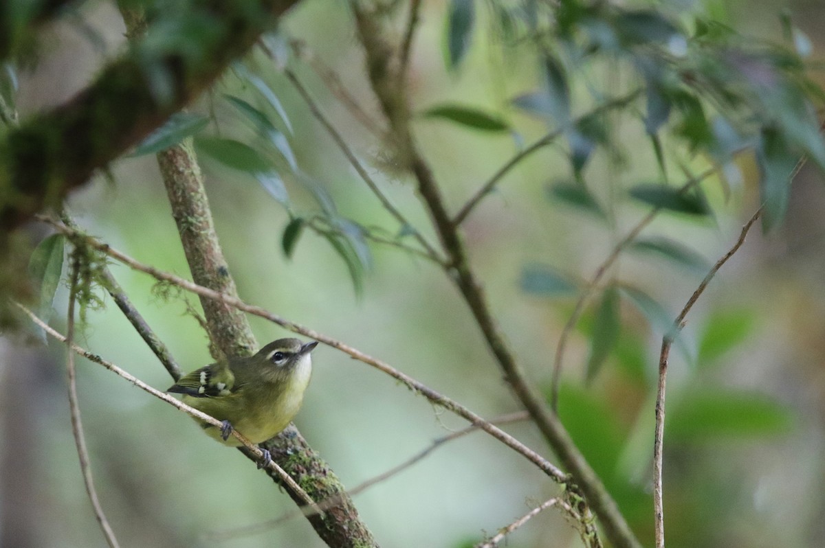 Yellow-winged Vireo - ML645073209