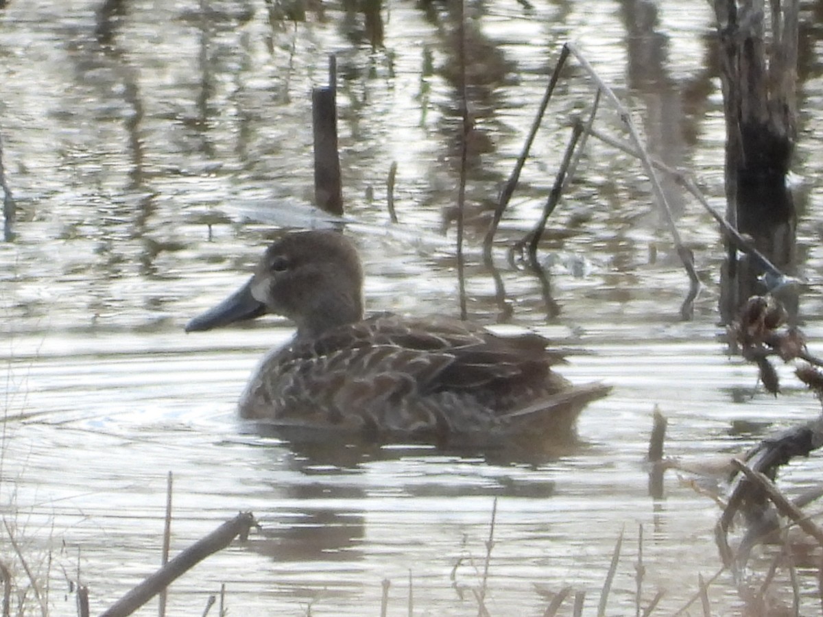 Blue-winged Teal - ML645073213