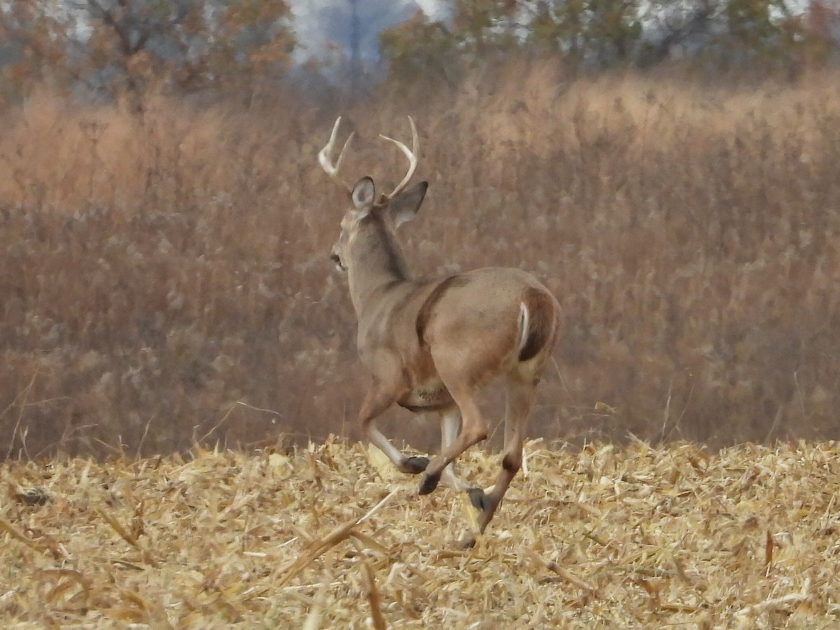 Animals - ML645073219