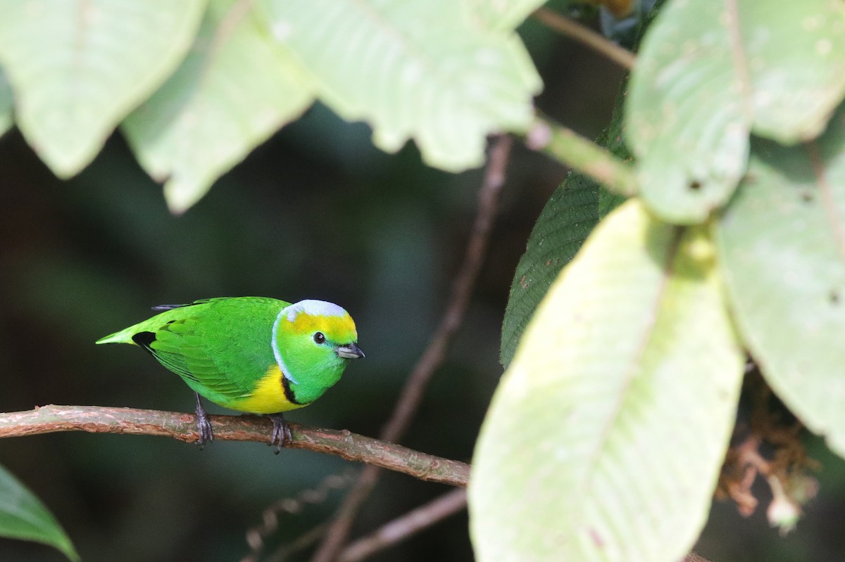 Golden-browed Chlorophonia - ML645073227