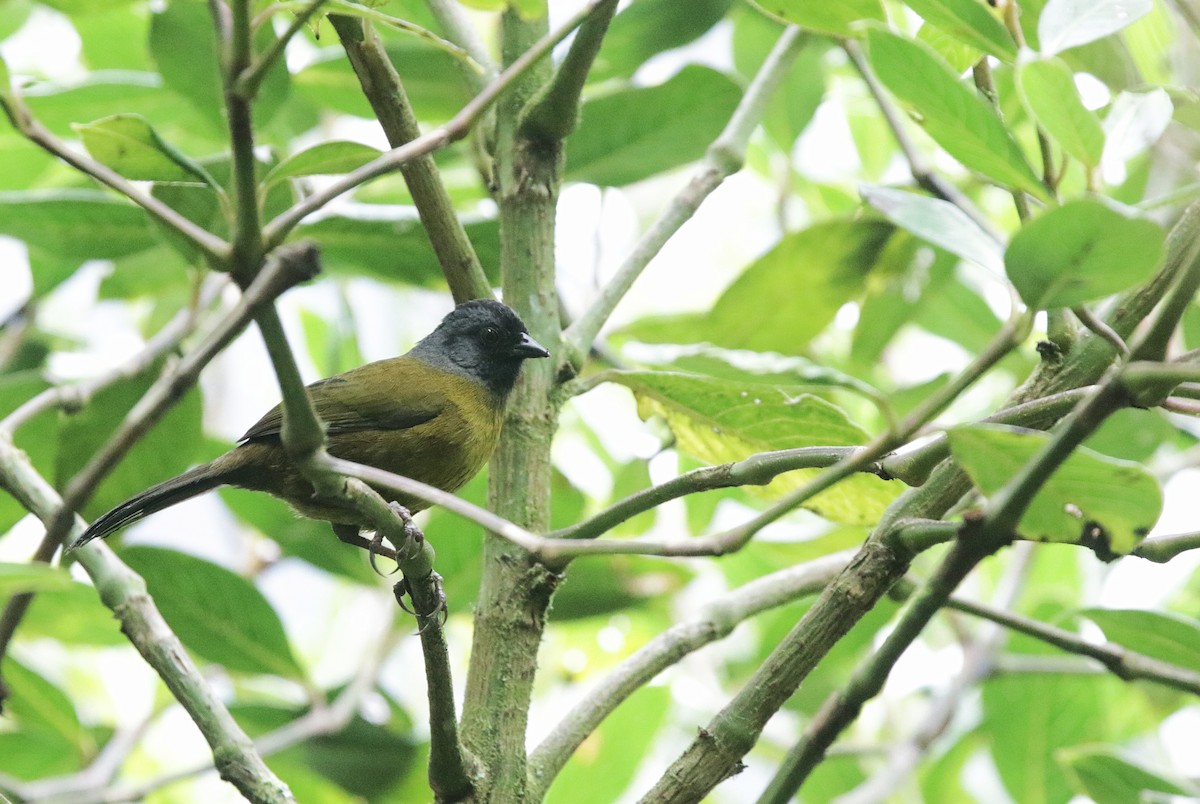 Large-footed Finch - ML645073229