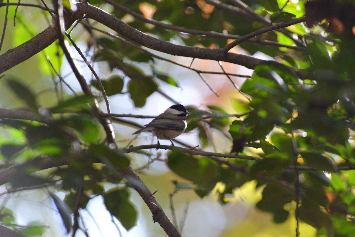 Каролинская гаичка - ML645073230