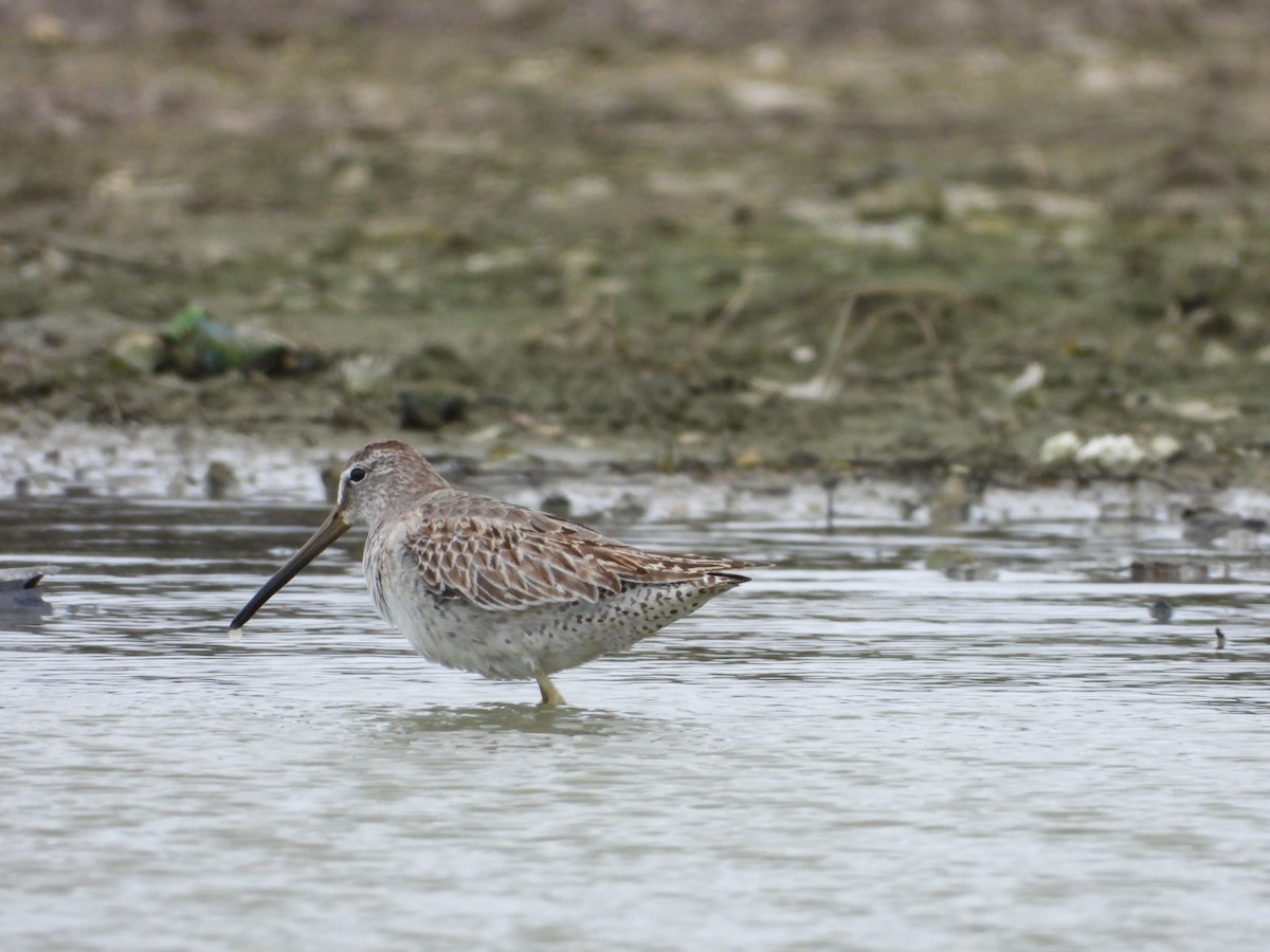 アメリカオオハシシギ - ML645073231