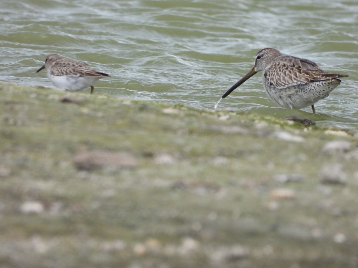 アメリカオオハシシギ - ML645073232