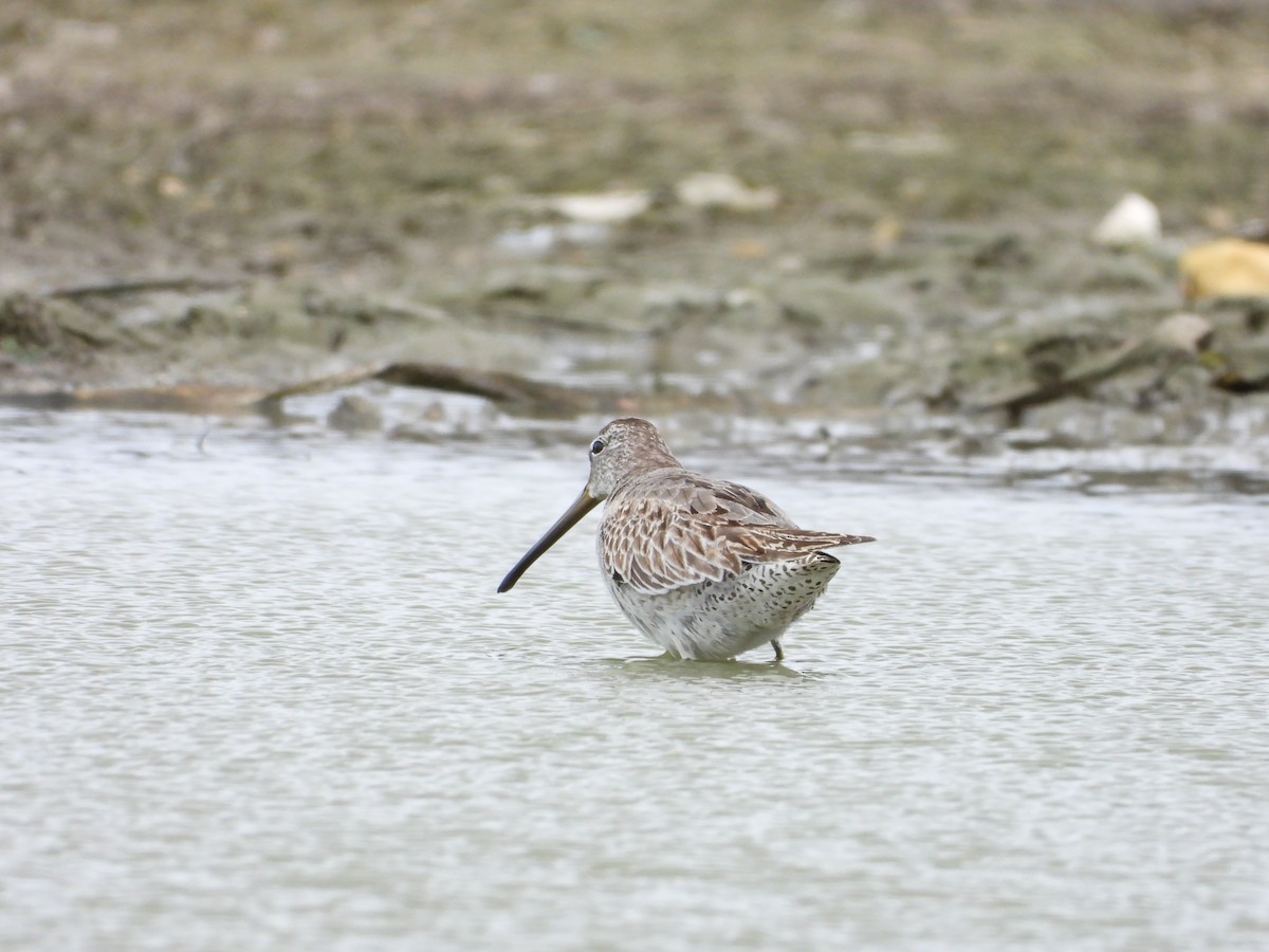 アメリカオオハシシギ - ML645073233