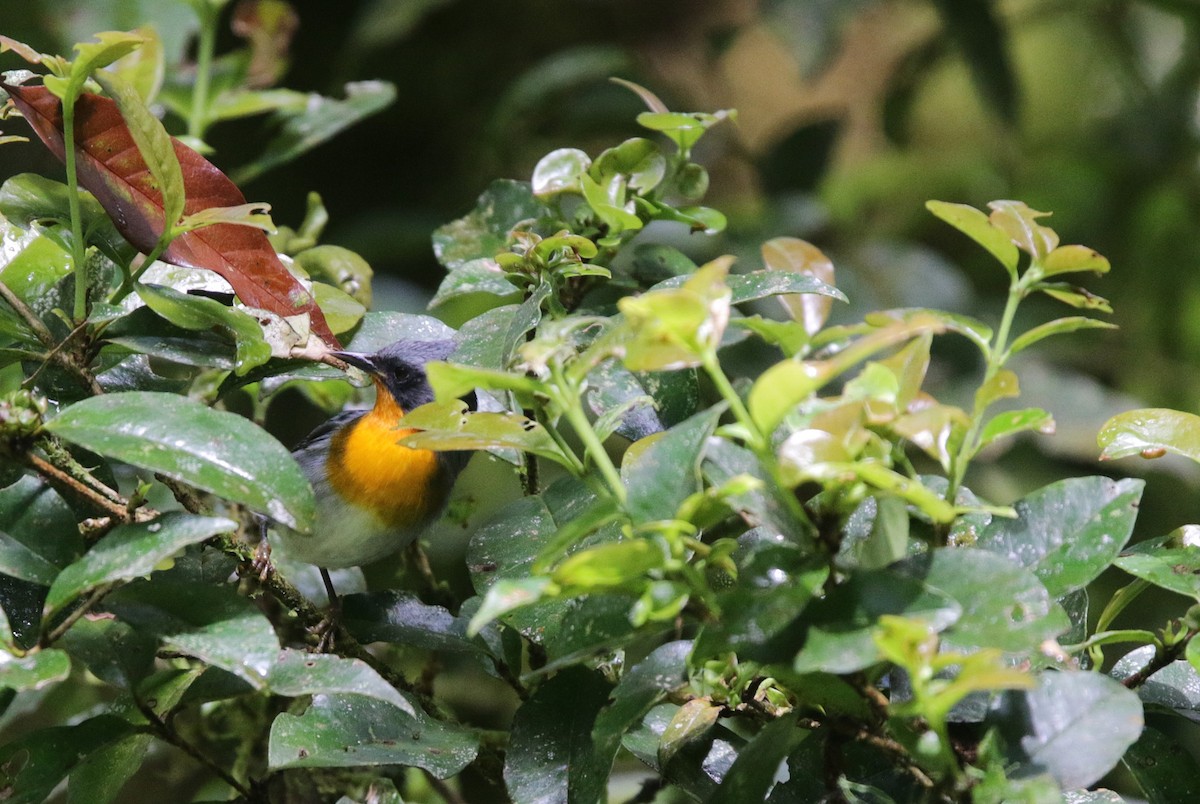 Flame-throated Warbler - ML645073237