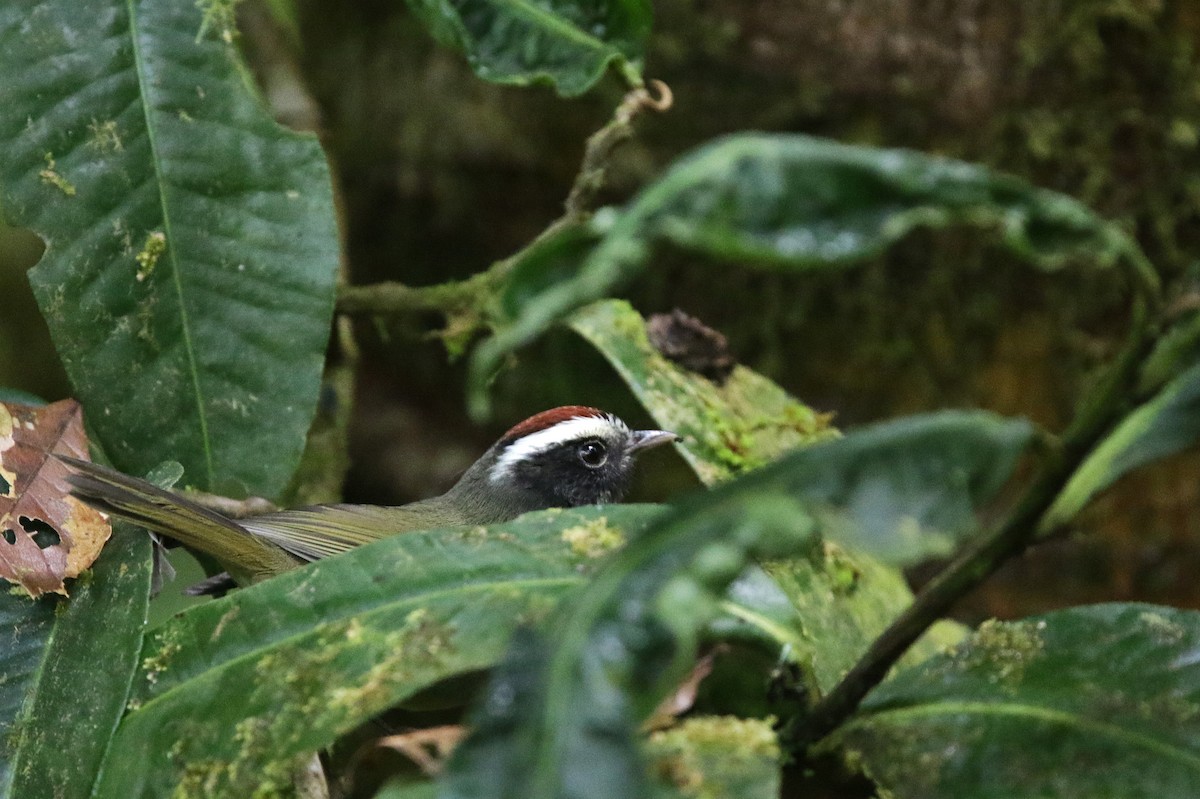 Black-cheeked Warbler - ML645073241