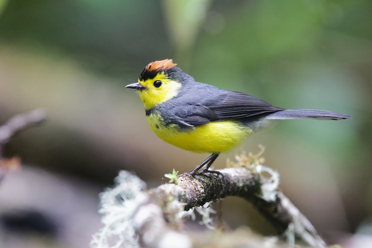 Collared Redstart - ML645073248