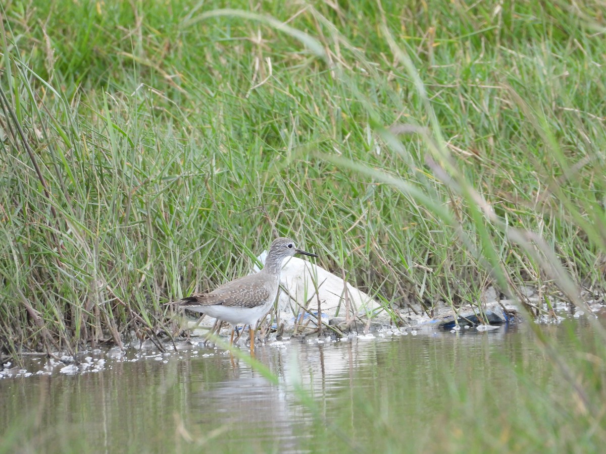 コキアシシギ - ML645073249