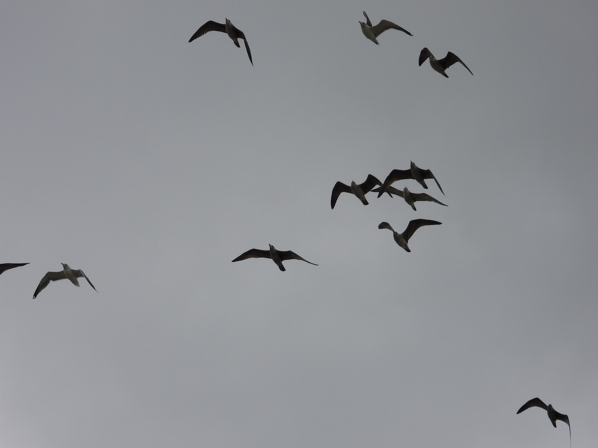 ニシセグロカモメ - ML645073258