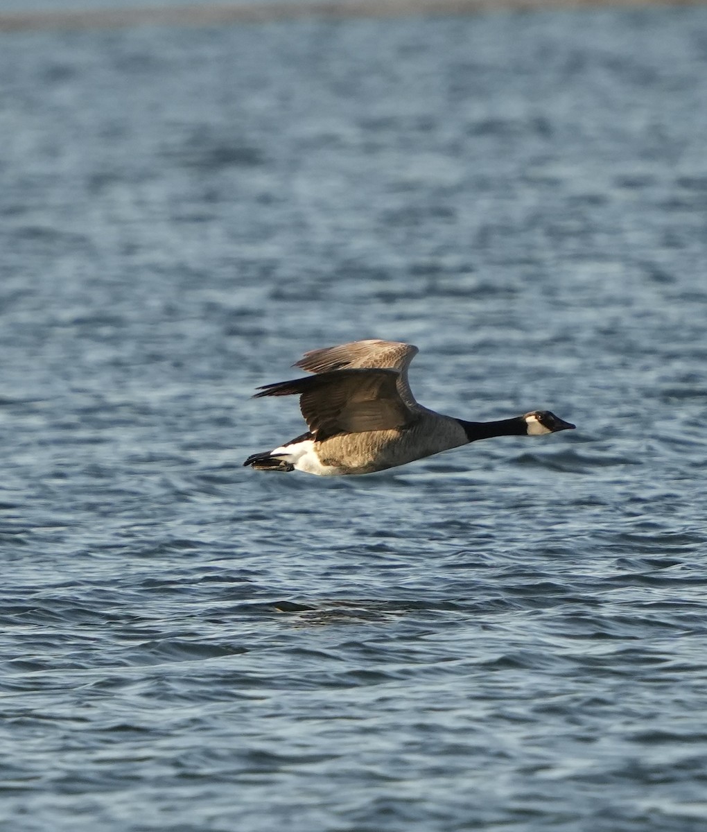 Oca canadese maggiore - ML645073261