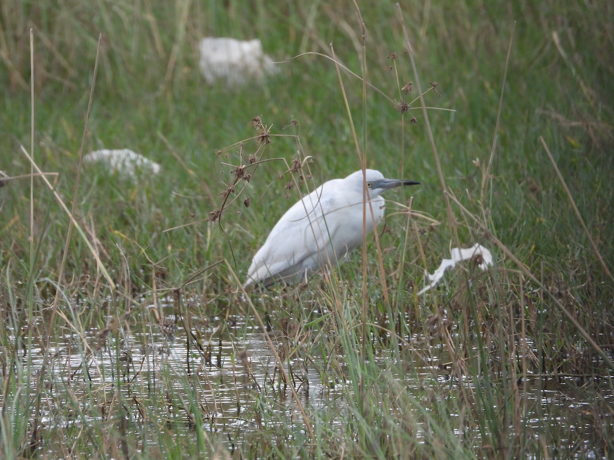 ヒメアカクロサギ - ML645073266