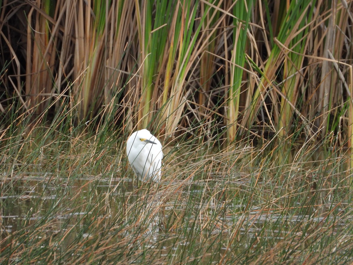 ユキコサギ - ML645073271