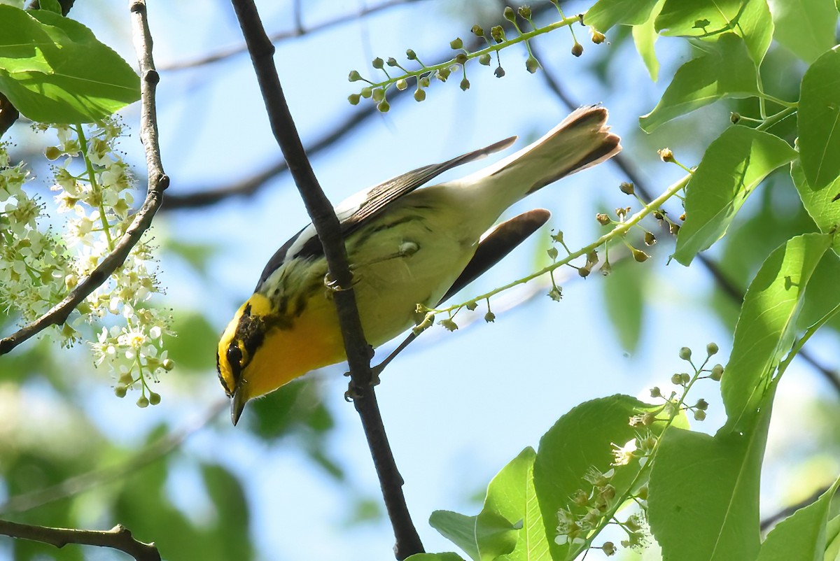 hemlokkparula - ML645073278