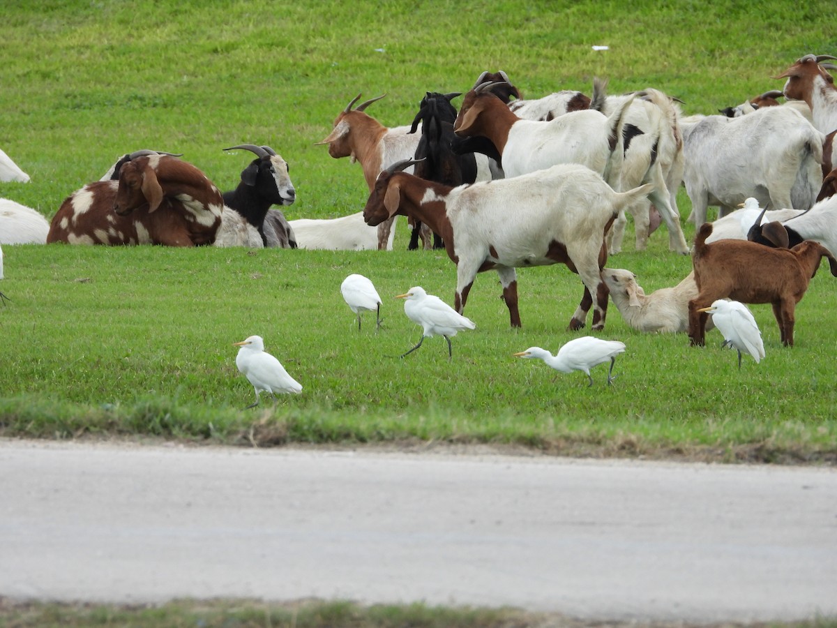 ニシアマサギ - ML645073279