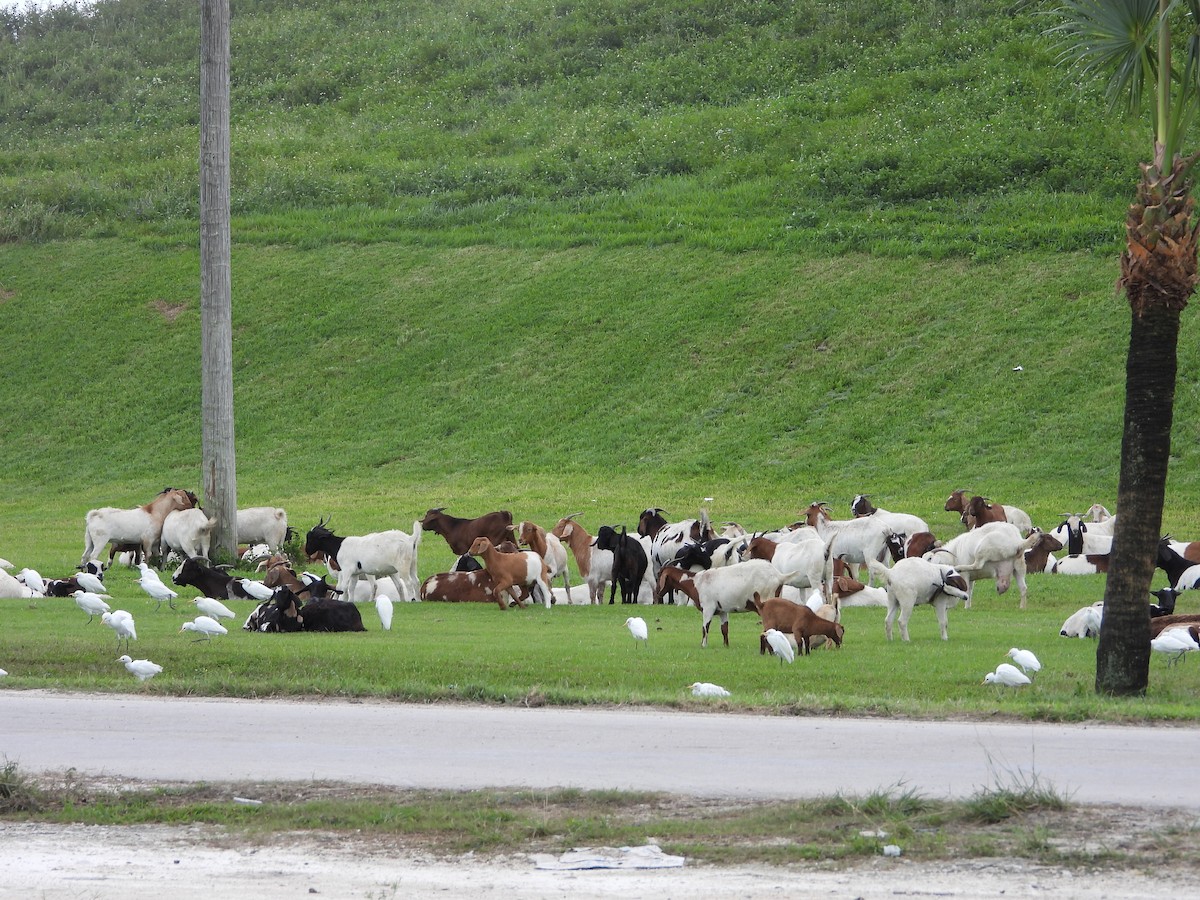 ニシアマサギ - ML645073281