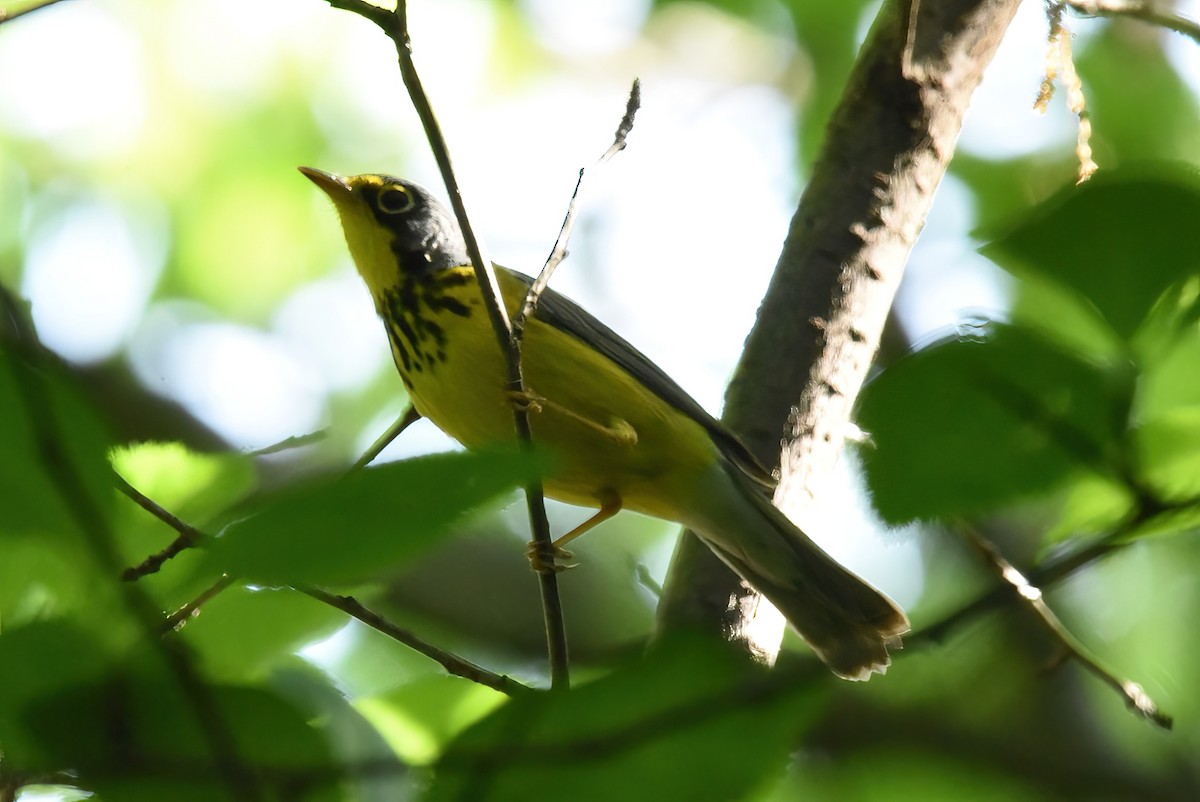 Reinita Canadiense - ML645073286