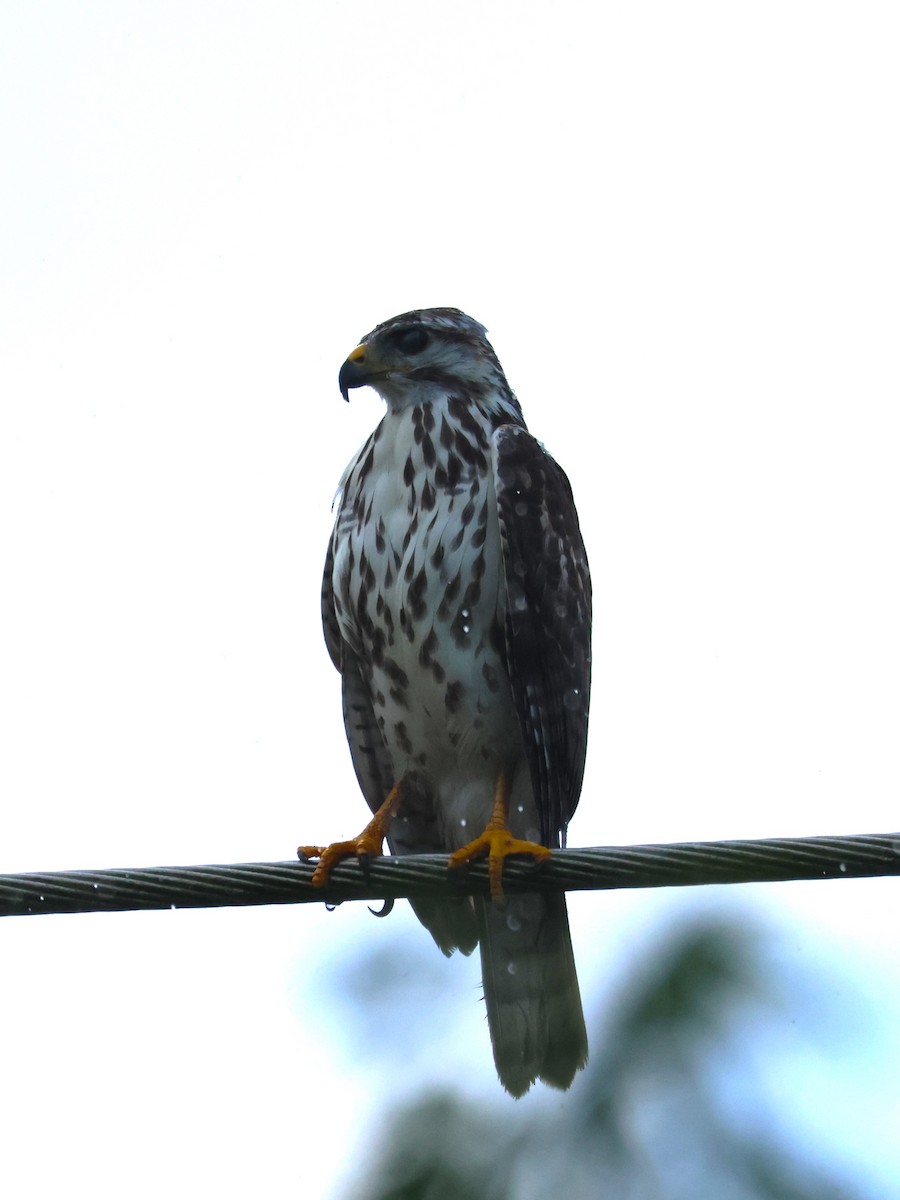 Gray Hawk - ML645073296