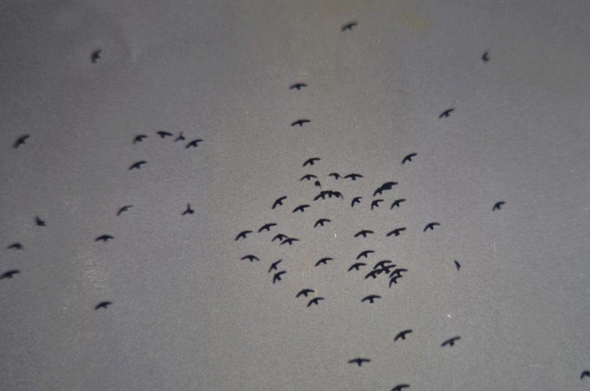 White-collared Swift - ML645073300