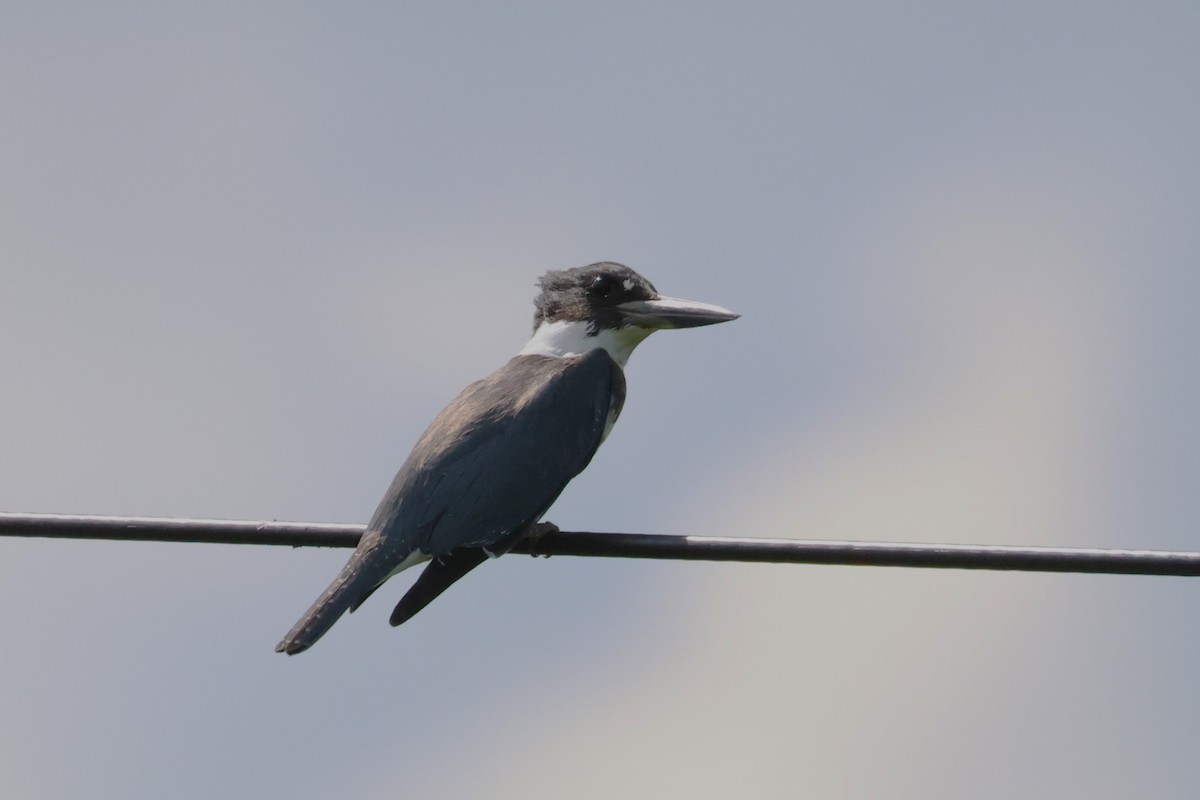 שלדג אמריקני - ML645073319