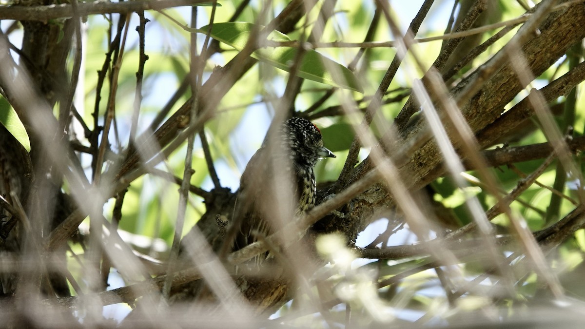 Carpinterito Variable - ML645073325