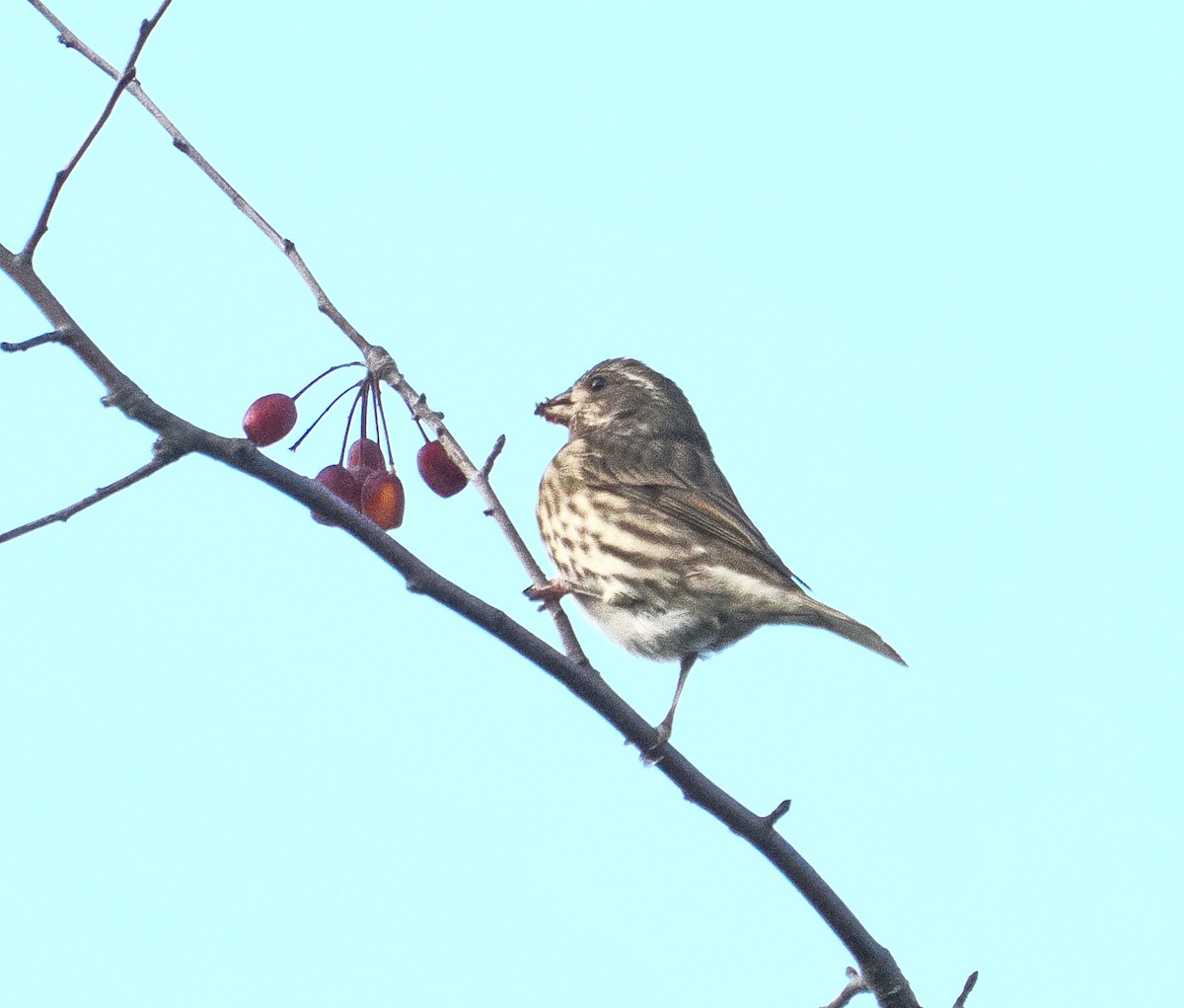 Purple Finch - ML645073326