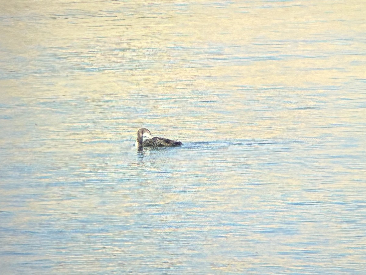 Common Loon - ML645073327