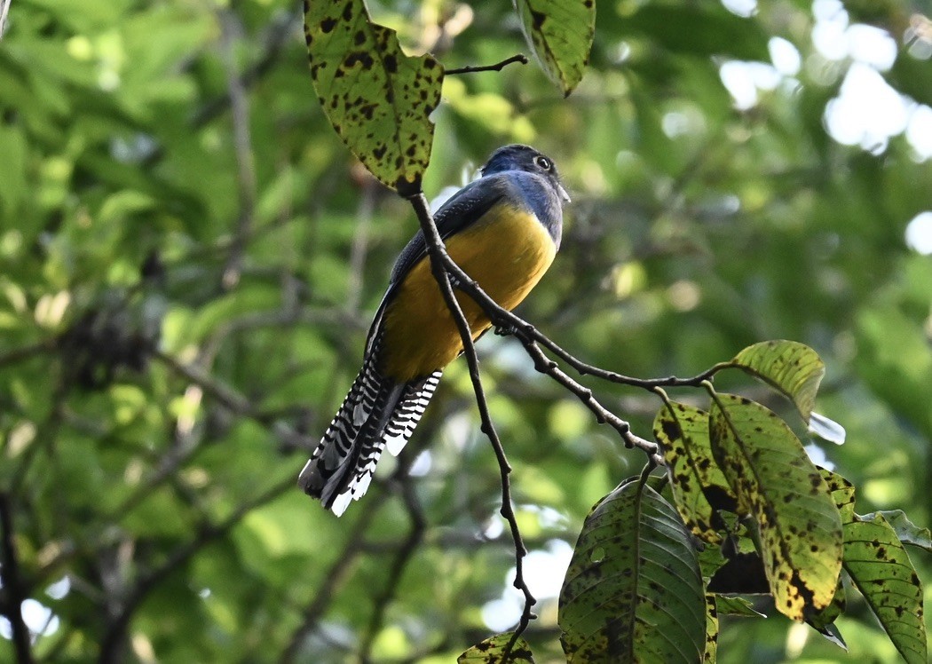 Gartered Violaceous Trogon - ML645073380