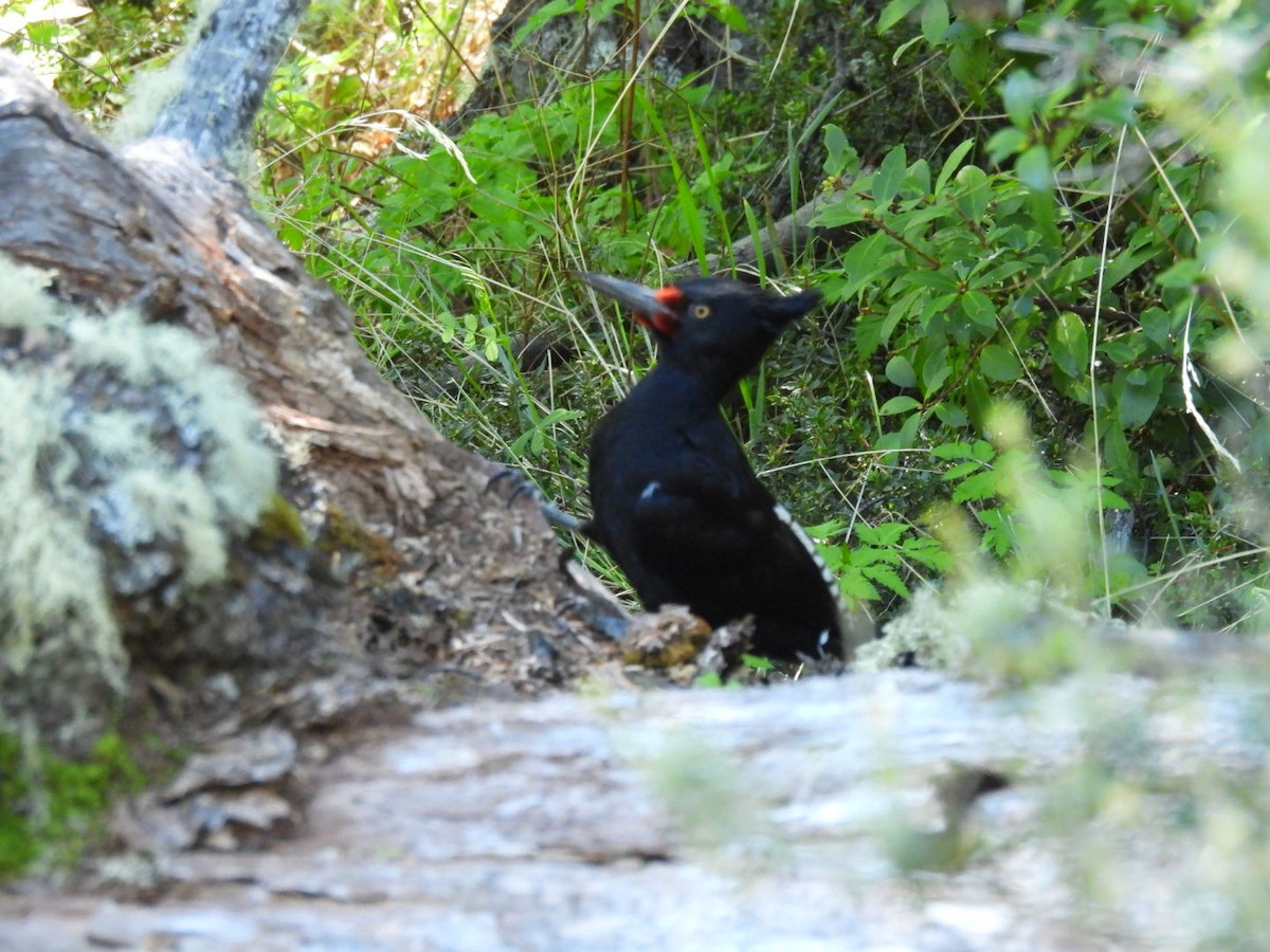 Magellanic Woodpecker - ML645073402