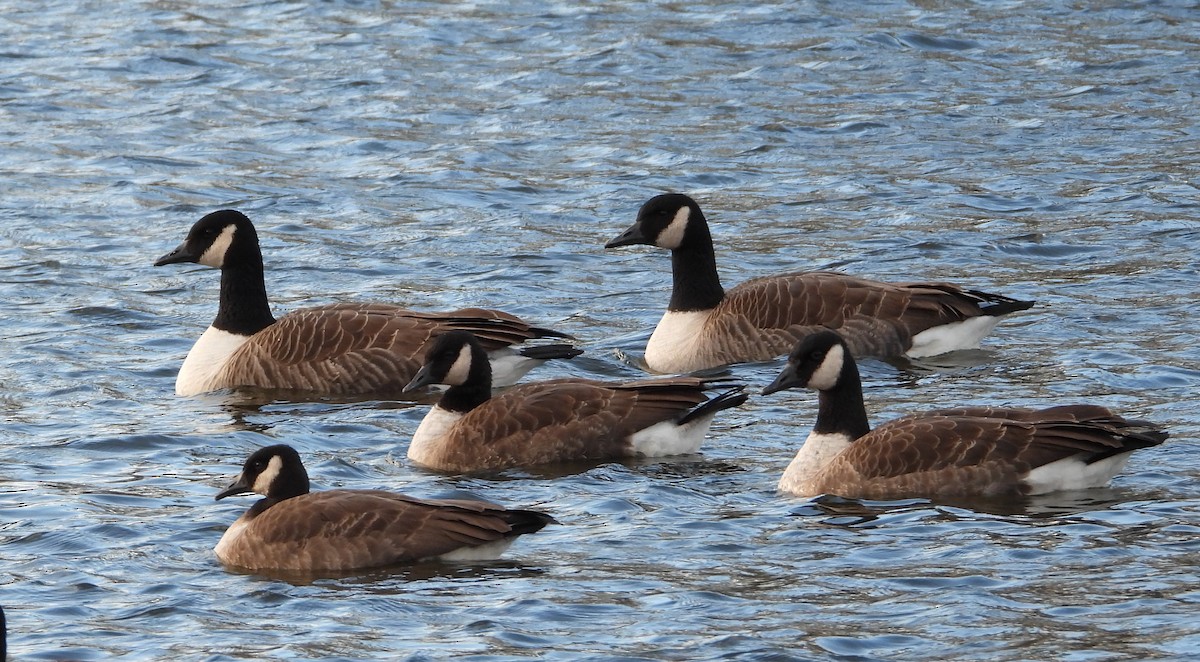 Oca canadese maggiore - ML645073404