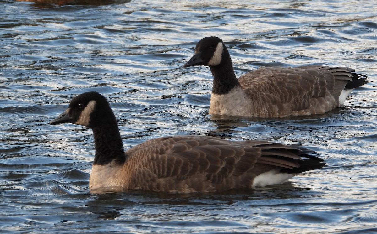 Oca canadese maggiore - ML645073405