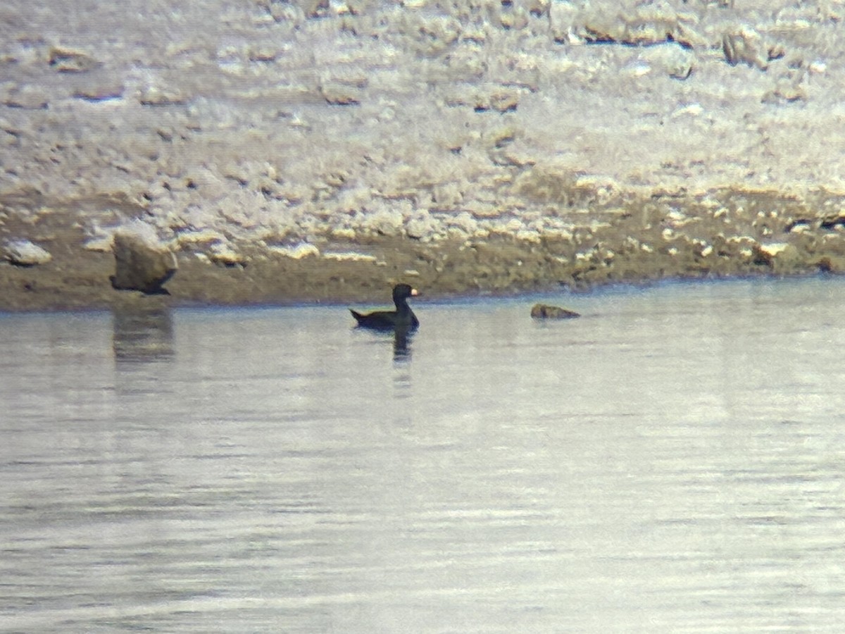 Black Scoter - ML645073411