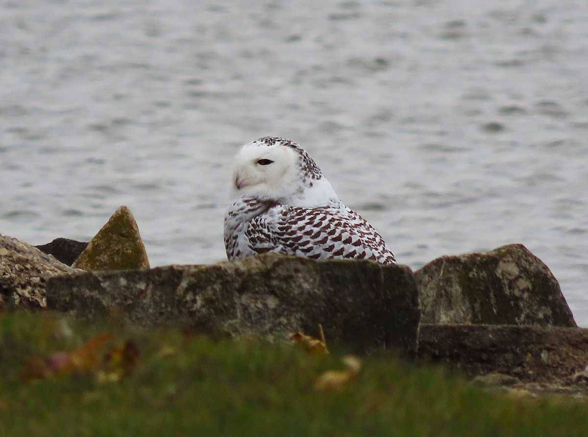 Snowy Owl - ML645073412