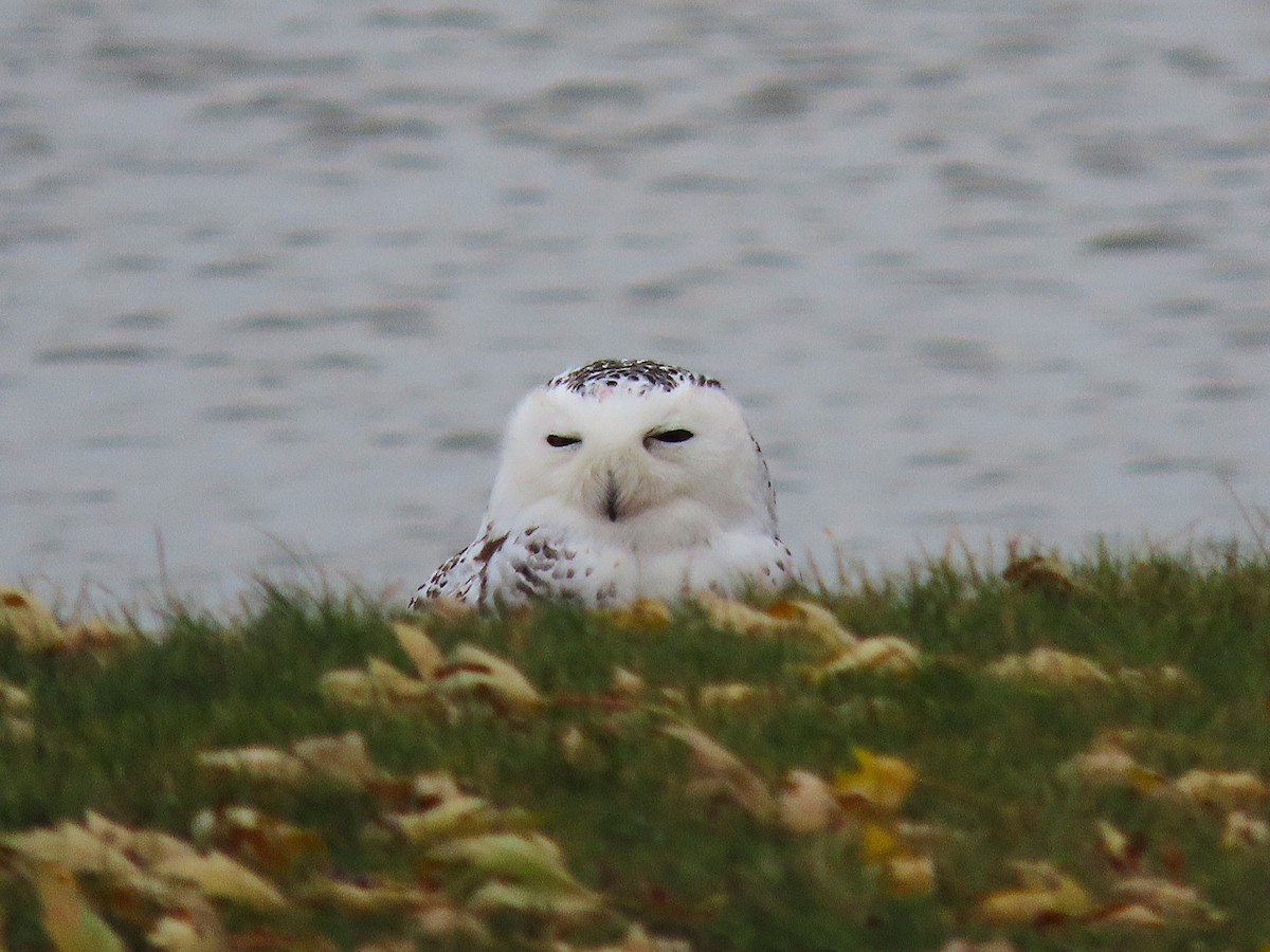 Snowy Owl - ML645073416