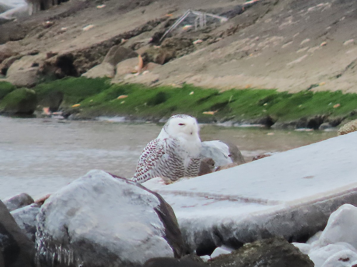Snowy Owl - ML645073420