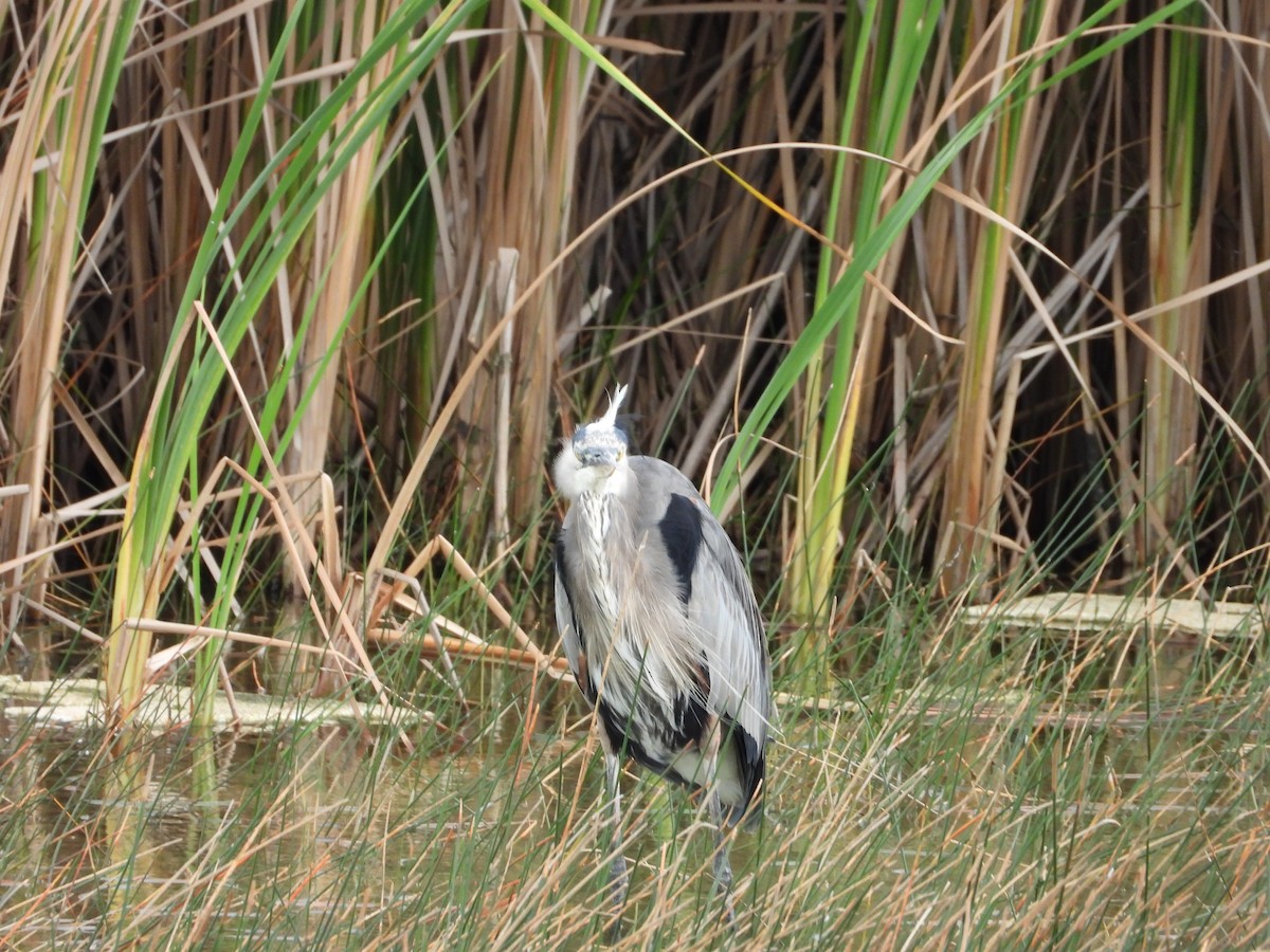 オオアオサギ - ML645073425