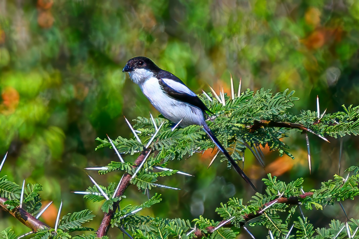 Northern Fiscal - ML645073427