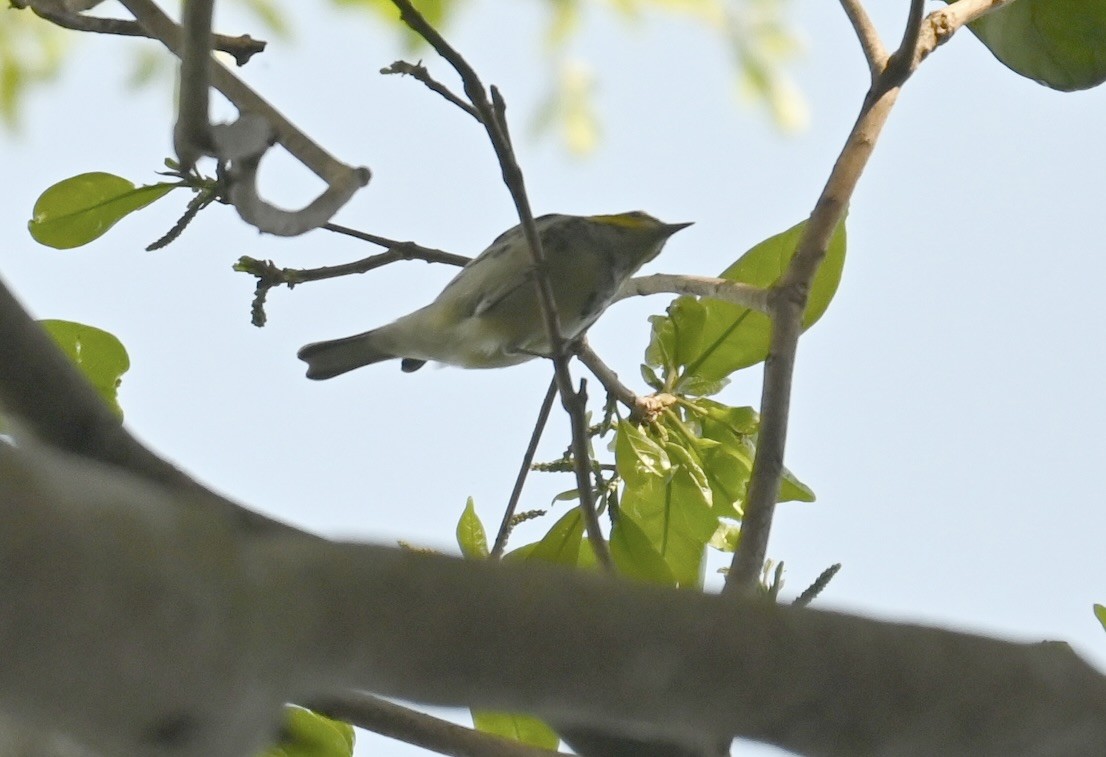 Black-throated Green Warbler - ML645073432