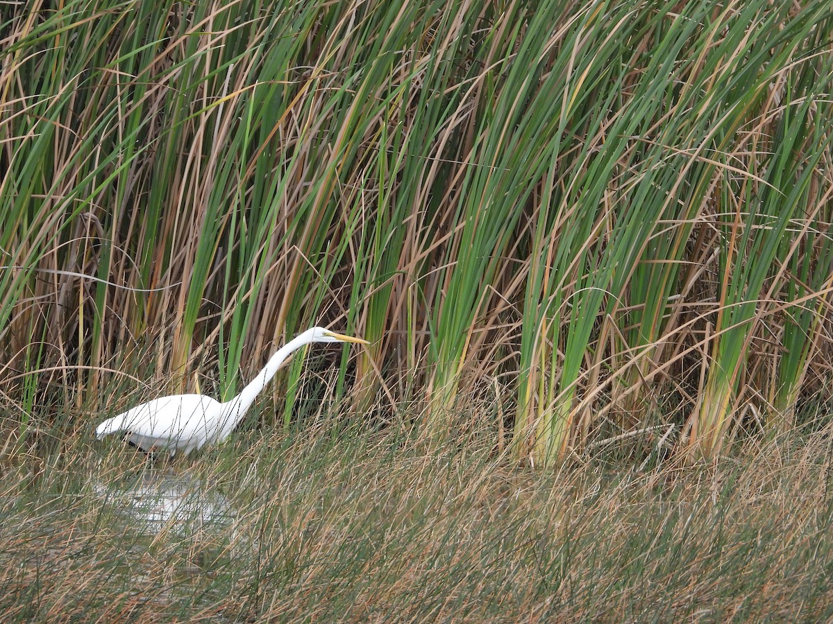 ダイサギ - ML645073444