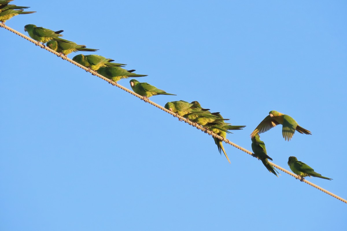 Meksika Yeşil Papağanı - ML645073447